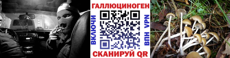 Галлюциногенные грибы GOLDEN TEACHER  купить наркотики цена  Балашов 